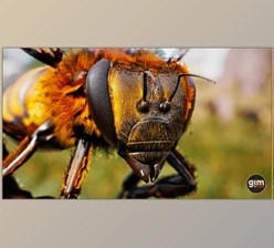 Download Unreal Engine - Animalia - Honeybee (Engine version 4.24- 4.27, 5.0- 5.2)