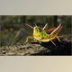Download Unreal Engine - Animalia - Meadow Grasshopper (Engine version 4.20- 4.27, 5.0- 5.2)