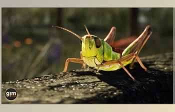 Download Unreal Engine - <span class='badge badge-warning'>Animalia</span> - Meadow Grasshopper (Engine version 4.20- 4.27, 5.0- 5.2)