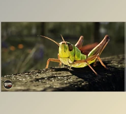 Download Unreal Engine - Animalia - Meadow Grasshopper (Engine version 4.20- 4.27, 5.0- 5.2)
