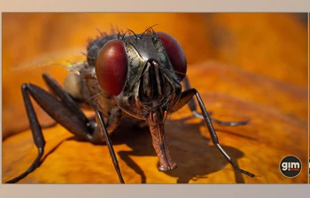 Download Unreal Engine - <span class='badge badge-warning'>Characters</span> Animalia - Housefly (Engine version 4.24-4.27, 5.0-5.2)