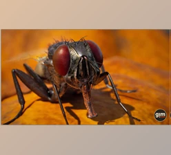 Download Unreal Engine - Characters Animalia - Housefly (Engine version 4.24-4.27, 5.0-5.2)