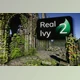 Download Unity Asset - Real Ivy 2 Procedural Ivy Generator v2.0.8