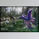 Download Unity Asset - Plant Monster Pack PBR - Fantasy RPG v4.2