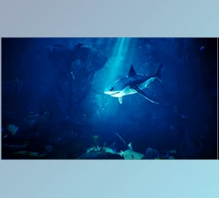 Download Unreal Engine - Environments Underwater World / 70 Assets v5.1