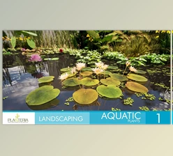 Download Unreal Engine - Landscaping Aquatic Plants (Engine Version 5.1, 5.3)