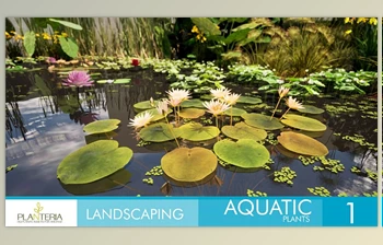 Download Unreal Engine - Landscaping Aquatic <span class='badge badge-warning'>Plants</span> (Engine Version 5.1, 5.3)