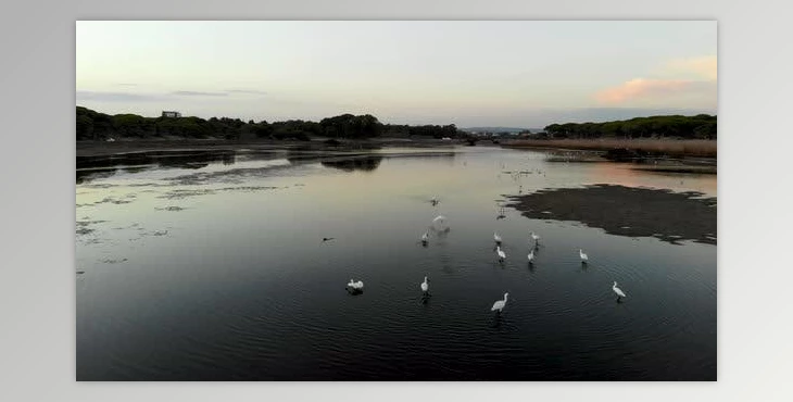 Download Flying birds (Videohive 53334190)
