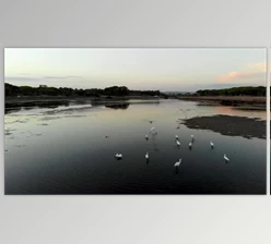 Download Flying birds (Videohive 53334190)