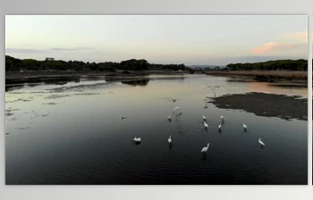 Download <span class='badge badge-warning'>Flying</span> birds (<span class='badge badge-warning'>Videohive</span> 53334190)
