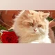 Download FliFlik KlearMax for Photo v3.0.1 (Win)