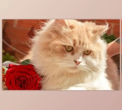 Download FliFlik KlearMax for Photo v3.0.1 (Win)