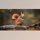 Download Blender Market - Redsquirrel Summer Animated Vfx Grace