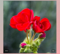 Cobalt Image - Download The Base Pack for Adobe v3 (for Canon EOS R)
