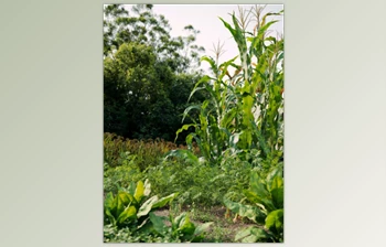 Maxtree - Download Plant Models <span class='badge badge-warning'>Vol</span> 93