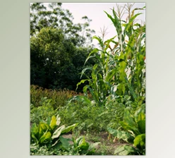 Maxtree - Download Plant Models Vol 93