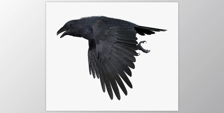 CGTrader - Download CROW - BLENDER Low-poly 3D model