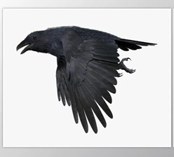 CGTrader - Download CROW - BLENDER Low-poly 3D model