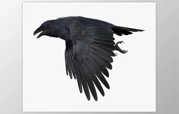 CGTrader - Download CROW - <span class='badge badge-warning'>BLENDER</span> Low-poly 3D model