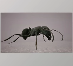 UE Model Download Ants (For 5.3 - 5.5)