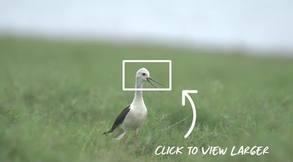 ON1 Resize AI