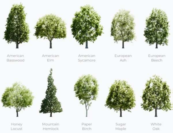 Trees