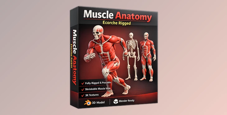 Flipped Normals - Download Muscle Anatomy - Ecorche Rigged v1.2