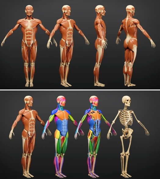Muscle Anatomy - Ecorche Rigged by Flipped Normals