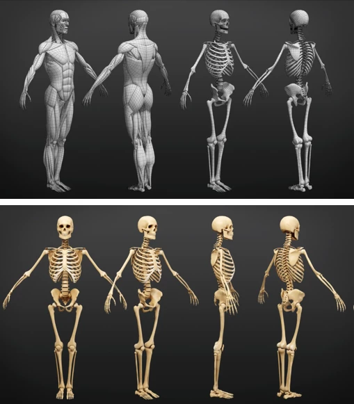 Muscle Anatomy - Ecorche Rigged by Flipped Normals