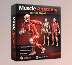 Muscle Anatomy - Ecorche Rigged by Flipped Normals  (v1.2)