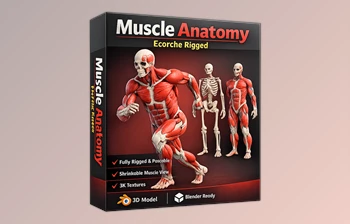 Muscle Anatomy - Ecorche Rigged by Flipped Normals  (<span class='badge badge-warning'>v1.2</span>)