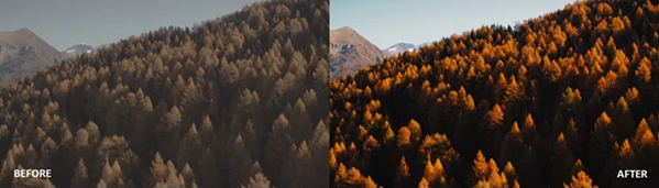 Bright Autumn