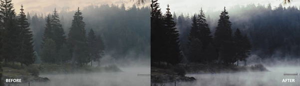 Dark Forest