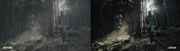 Dark Forest