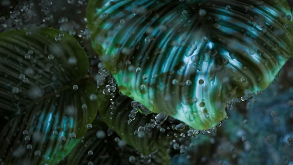 Quick Water Drops