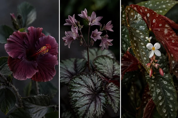 Midnight Garden Plants and Flowers