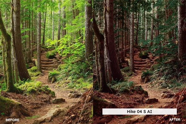 Forest Tones