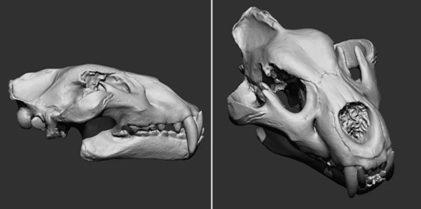 Animal Bones Collection Brush Pack