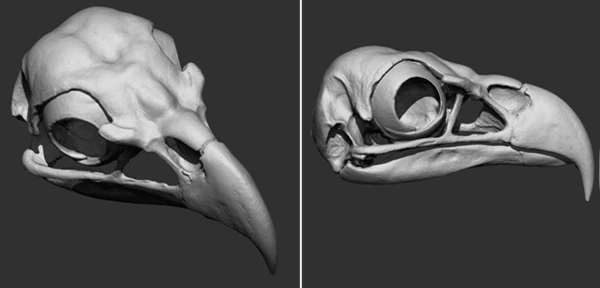 Animal Bones Collection Brush Pack