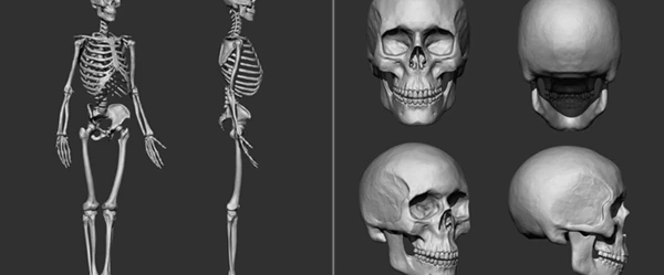 Human Bones Collection