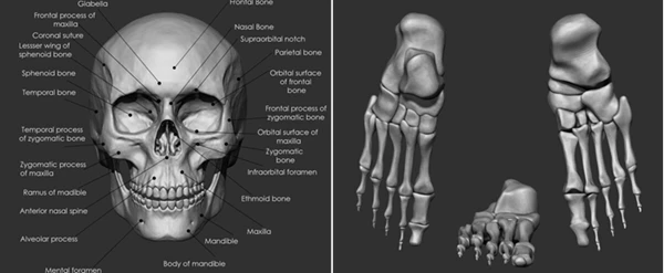 Human Bones Collection