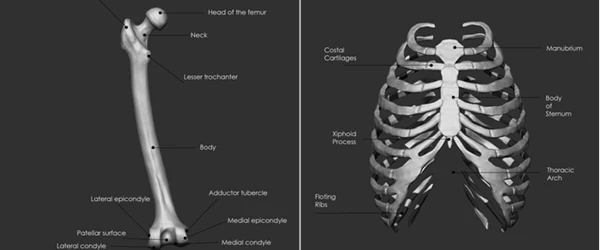 Human Bones Collection