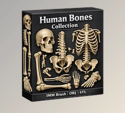 Human Bones Collection (Skeleton) - Brush Pack by Artstation (26 in One - IMM\Stl\Obj)
