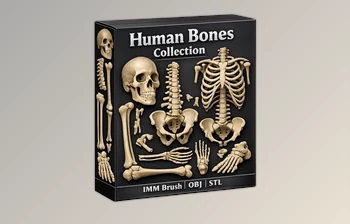 <span class='badge badge-warning'>Human</span> Bones Collection (Skeleton) - Brush Pack by Artstation (26 in One - IMM\Stl\Obj)