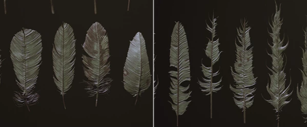 FEATHERS