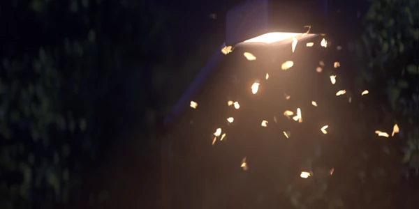 Moth Generator